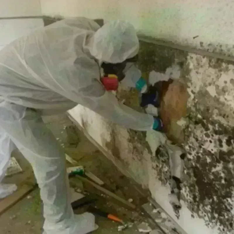 Mold Remediation and Removal in Meredosia, IL